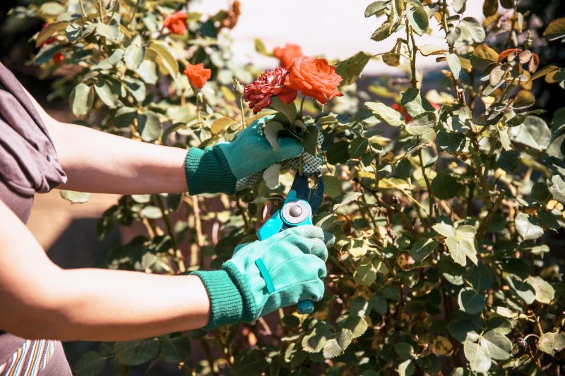 Local Blueberry Bush Trimming pros at work