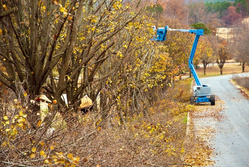 Blueberry Bush Trimming