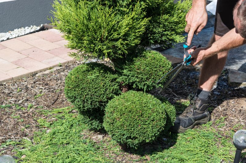 Blueberry Bush Trimming