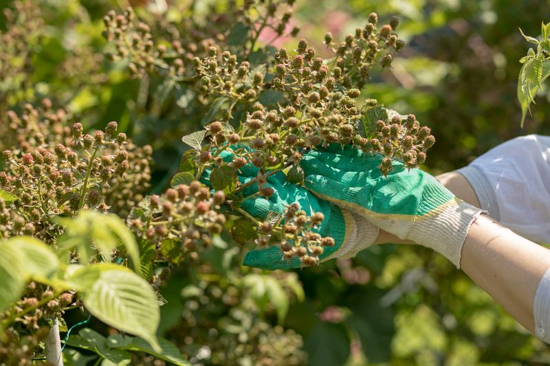 Blueberry Bush Trimming