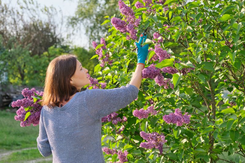 Blueberry Bush Trimming