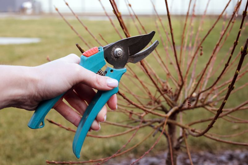 Blueberry Bush Trimming Tools