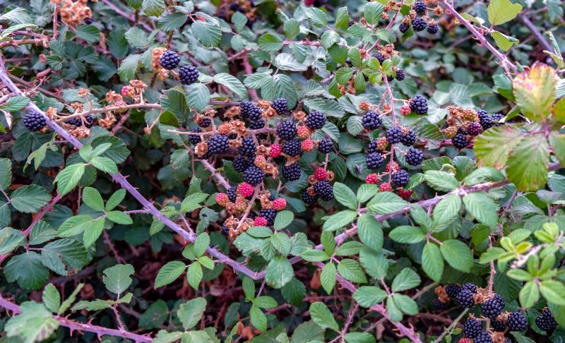Healthy Blueberry Plants