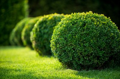 Trimmed Evergreen Shrubs