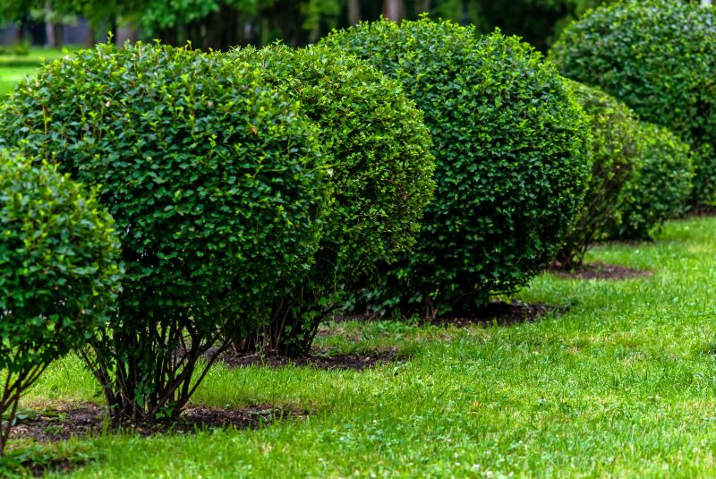 Pruned Flowering Shrubs
