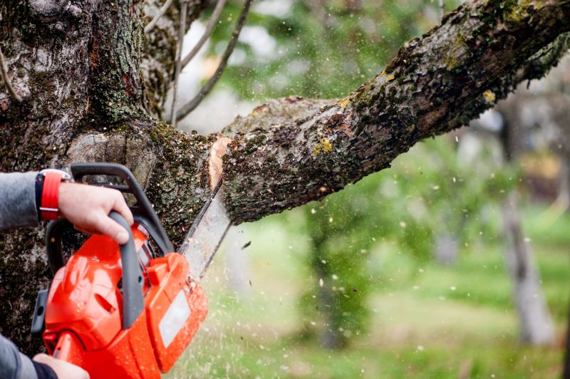 Tree Limbs Removal in Allentown, PA