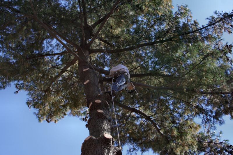 Experienced Arborists