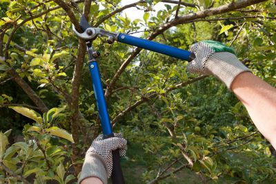 Specialized Fruit Tree Pruners